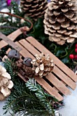 PSEUDOTSUGA MENZIESII, DOUGLAS-FIR IN FESTIVE STILL LIFE