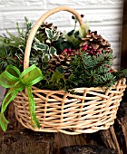 PSEUDOTSUGA MENZIESII, DOUGLAS-FIR BOUGHS, ILEX AND RHAMNUS ALATERNUS VARIEGATUS IN HOLIDAY BASKET