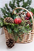 PSEUDOTSUGA MENZIESII, DOUGLAS-FIR BOUGHS, ILEX AND RHAMNUS ALATERNUS VARIEGATUS IN HOLIDAY BASKET