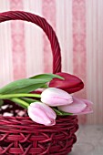 TULIPA IN RED BASKET