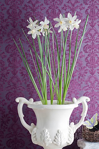NARCISSUS_WHITE_TETE_A_TETE_IN_URN_AGAINST_DAMASK_BACKGROUND