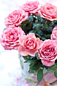 ROSA PARADE ROSE