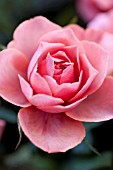 ROSA PARADE ROSE