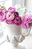 RANUNCULUS ASIATICUS IN WHITE URN