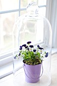 VIOLA PENNY WHITE JUMP UP UNDER GLASS CLOCHE IN WINDOW