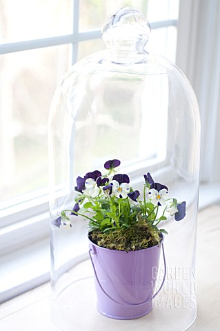 VIOLA_PENNY_WHITE_JUMP_UP_UNDER_GLASS_CLOCHE_IN_WINDOW