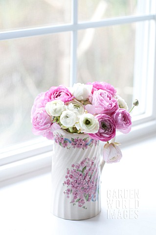 PINK_AND_WHITE_RANUNCULUS_ASIATICUS__IN_VINTAGE_PITCHER_IN_WINDOW