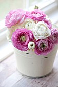 PINK AND WHITE RANUNCULUS ASIATICUS