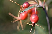 ROSA GLAUCA, ROSE HIPS IN AUTUMN