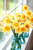 NARCISSUS AMBERGATE IN JARS IN WINDOW