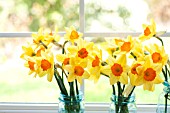 NARCISSUS AMBERGATE IN JARS IN WINDOW