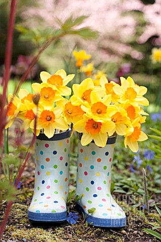 NARCISSUS_AMBERGATE_IN_POLKA_DOT_GARDEN_BOOTS