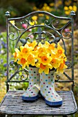 NARCISSUS AMBERGATE IN POLKA DOT GARDEN BOOTS