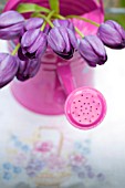 TULIPS IN PINK WATERING CAN