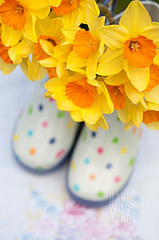 NARCISSUS_AMBERGATE_IN_POLKA_DOT_GARDEN_BOOTS