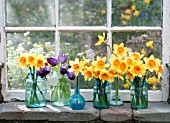 NARCISSUS AMBERGATE AND TULIPS IN JARS