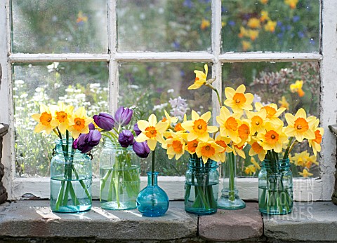 NARCISSUS_AMBERGATE_AND_TULIPS_IN_JARS
