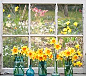 NARCISSUS AMBERGATE IN JARS