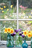 NARCISSUS AMBERGATE AND TULIPS IN JARS