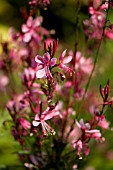 GAURA LINDHEIMERI PINK CLOUD