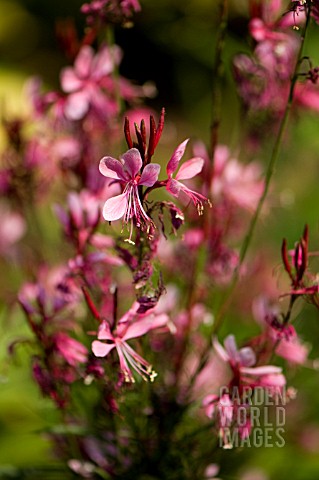 GAURA_LINDHEIMERI_PINK_CLOUD