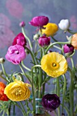 RANUNCULUS ASIATICUS BOUQUET