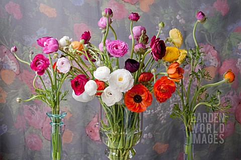 RANUNCULUS_ASIATICUS_BOUQUET