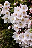 PRUNUS X YEDOENSIS, YOSHINO CHERRY TREE IN BLOOM IN SPRING