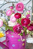 RANUNCULUS ASIATICUS IN PINK POLKA DOT WATERING CAN