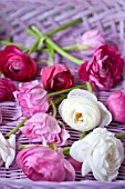 RANUNCULUS ASIATICUS IN BASKET