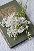 SYRINGA VULGARIS, HYACINTHOIDES HISPANICA, CONVALLARIA MAJALIS WITH ANTIQUE BOOK