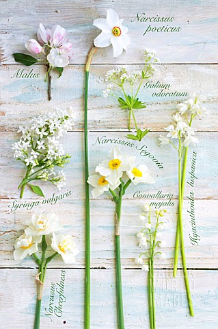 MIXED_WHITE_FLOWERS_AND_LABELS