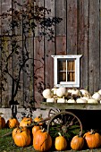 CUCURBITA PEPO HOWDEN AND LUMINA, PUMPKINS IN AUTUMN