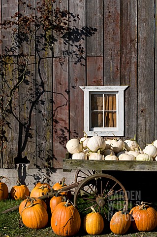 CUCURBITA_PEPO_HOWDEN_AND_LUMINA_PUMPKINS_IN_AUTUMN