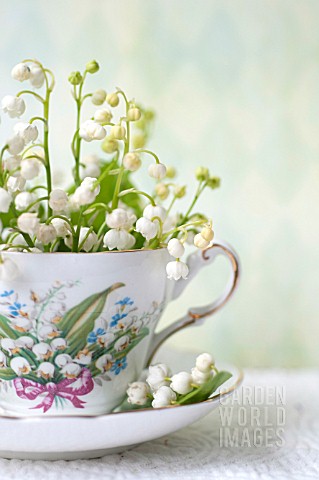 CONVALLARIA_MAJALIS_IN_TEA_CUP