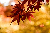 ACER PALMATUM OGON SARASA, LEAVES IN AUTUMN