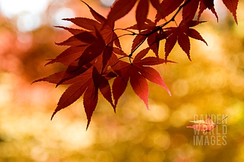 ACER_PALMATUM_OGON_SARASA_LEAVES_IN_AUTUMN