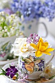 NARCISSUS SWEETNESS AND NARCISSUS CHEERFULNESS WITH SYRINGA VULGARIS AND VIOLA IN TEA CUP