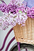 SYRINGA VULGARIS IN BICYCLE BASKET