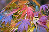 ACER PALMATUM OMURAYAMA