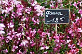 GAURA LINDHEIMERI