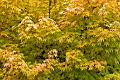 ACER PALMATUM, JAPANESE MAPLE