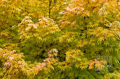 ACER_PALMATUM_JAPANESE_MAPLE