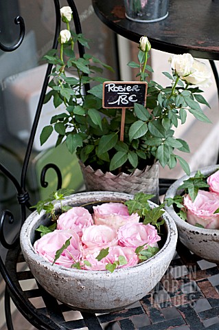 ROSES_IN_PARIS_FLOWER_MARKET