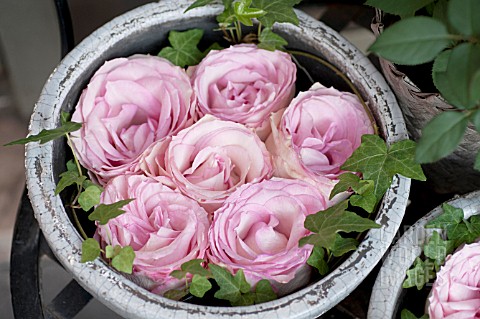 ROSES_IN_BOWLS
