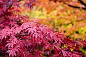 ACER PALMATUM, JAPANESE MAPLE IN AUTUMN