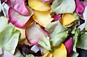 MIXED ROSE PETALS INCLUDING GREEN VARIETIES