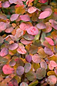 COTINUS COGGYGRIA