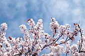 PRUNUS CERASIFERA, NEWPORT PLUM FLOWERING ORNAMENTAL TREE