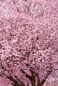 PRUNUS CERASIFERA, THUNDERCLOUD PLUM